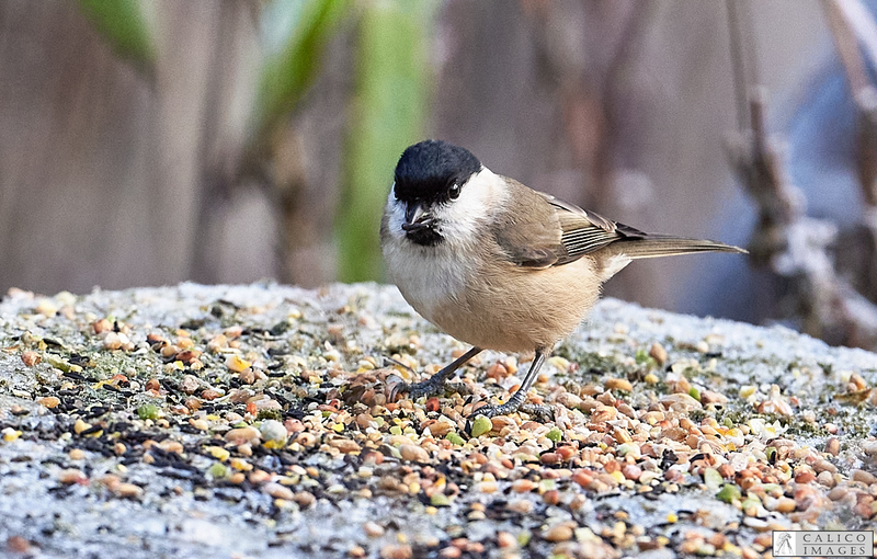 _5059696 Marsh Tit on log...