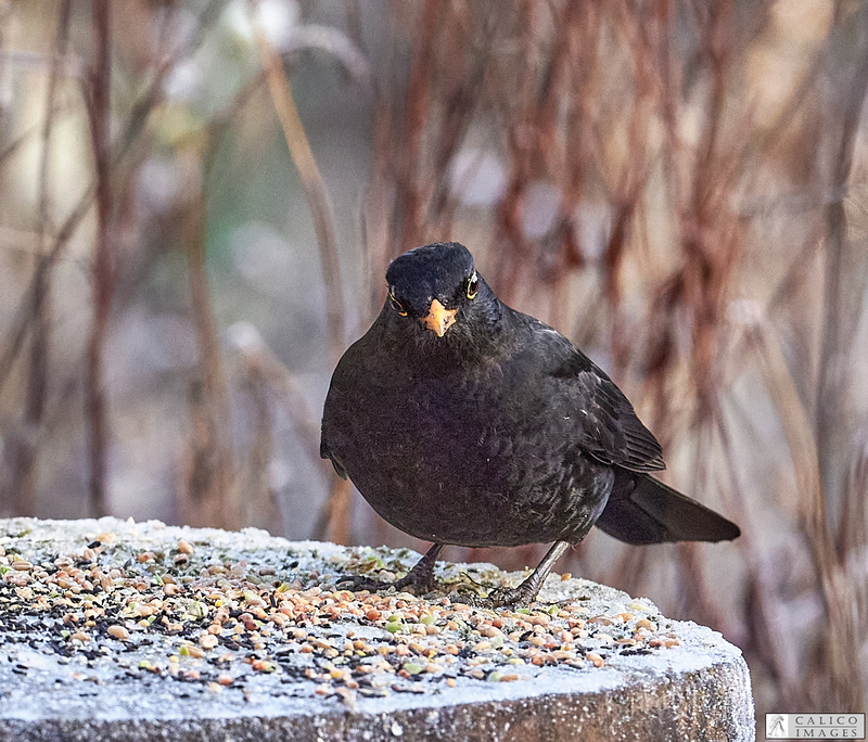 _5059864 Blackbird on log...