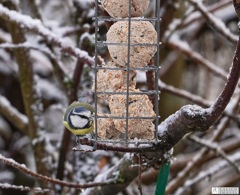 _5059892 1 Blue Tit on...