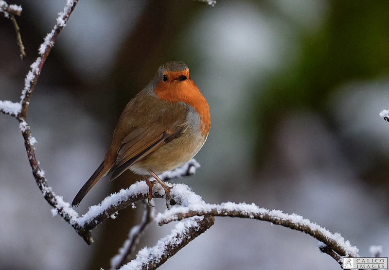 _5059901 Robin on snowy...