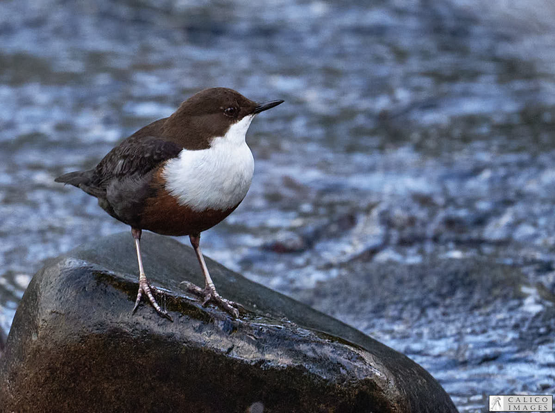 _5059929 Dipper on Deepdale...