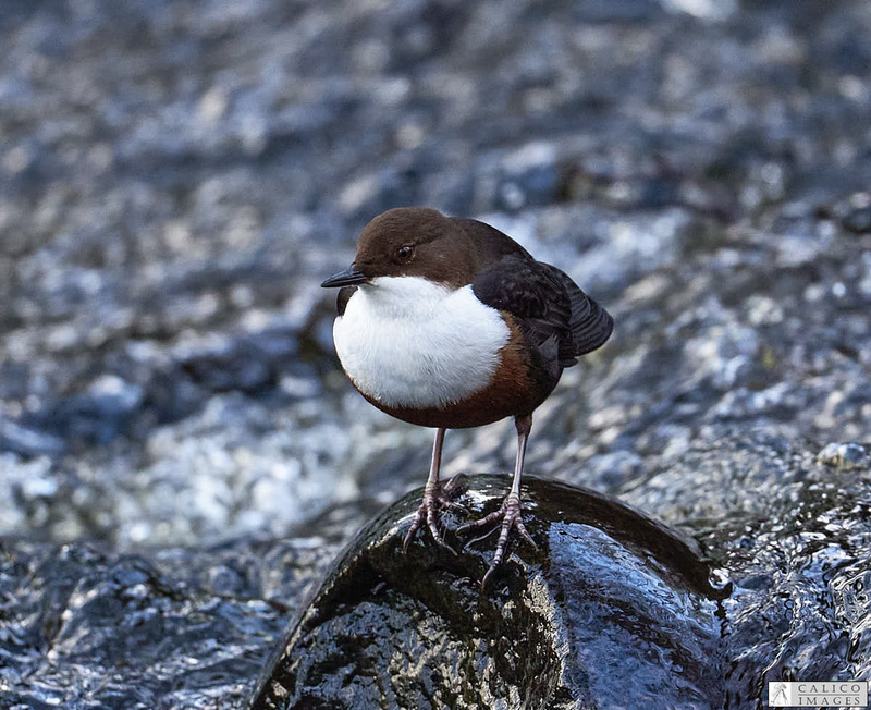 _5059949 Dipper on Deepdale...