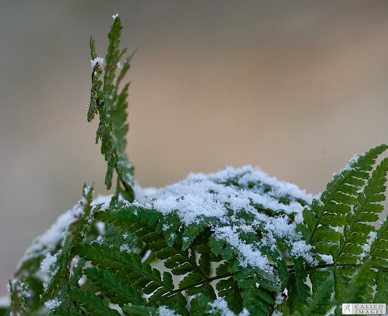 _5059968 Fern with...