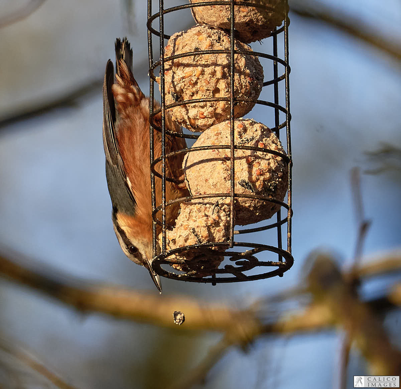 _5059982 Nuthatch dropping food from...