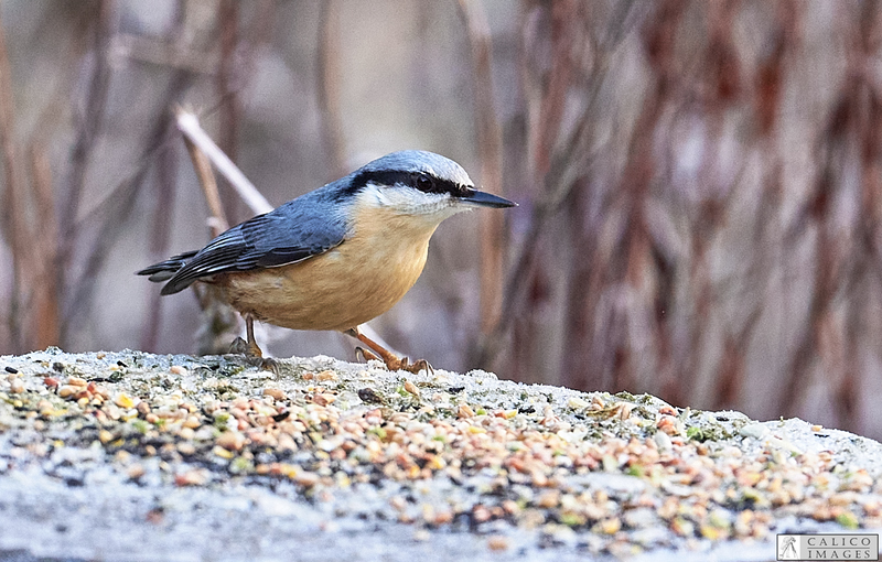 _5059709 Nuthatch on log...