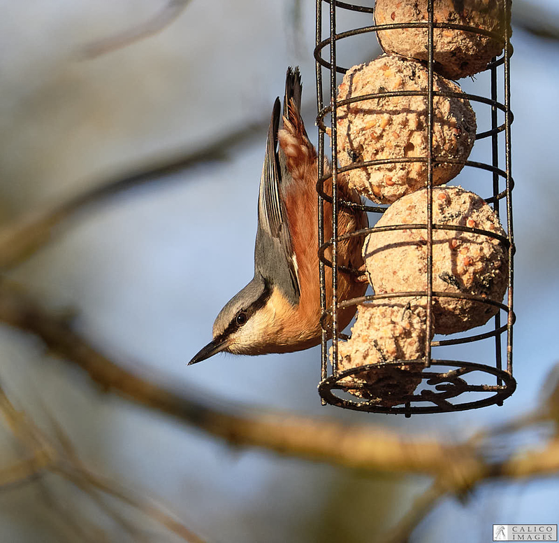 _5059984 Nuthatch on...