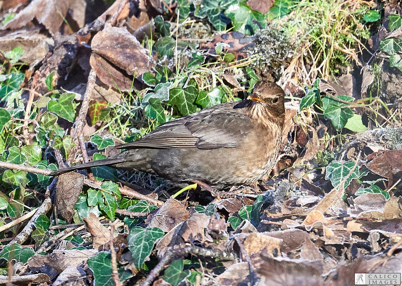 _5060145 Blackbird in frozen leaf...