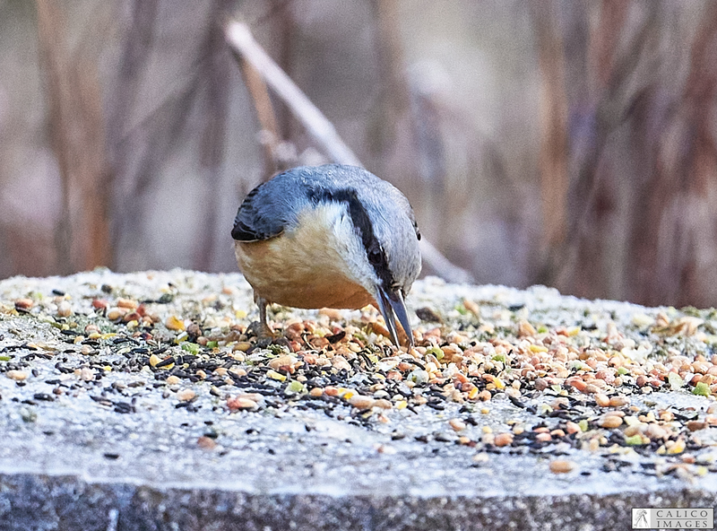 _5059718 Nuthatch on log...