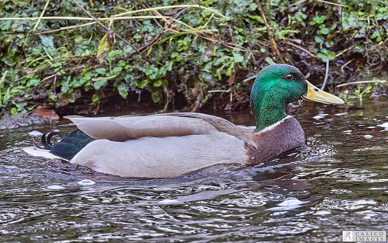 _5060286 Mallard drake on Deepdale...