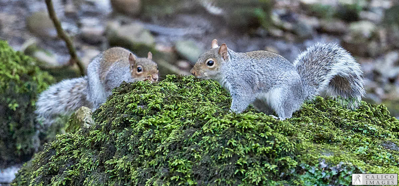 _5060211 Pair of Grey Squirrels on moss covered rocks.