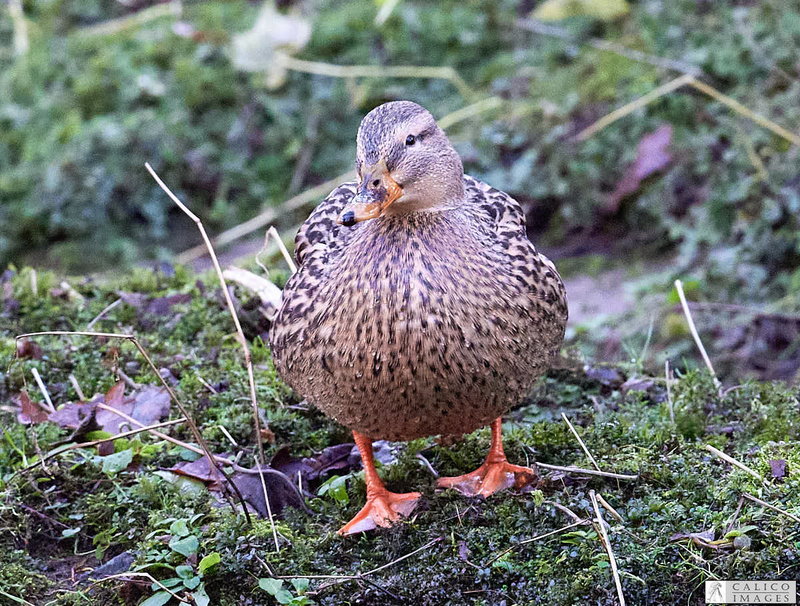 _5060249 Mallard duck on bank of Deepdale...