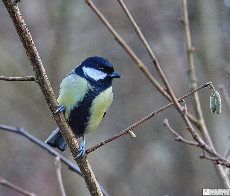 _5060296 Great Tit on...