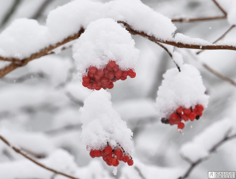 _5060416 Snow covered berries in Deepdale Nature...