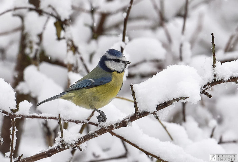 _5060419 Blue Tit in...