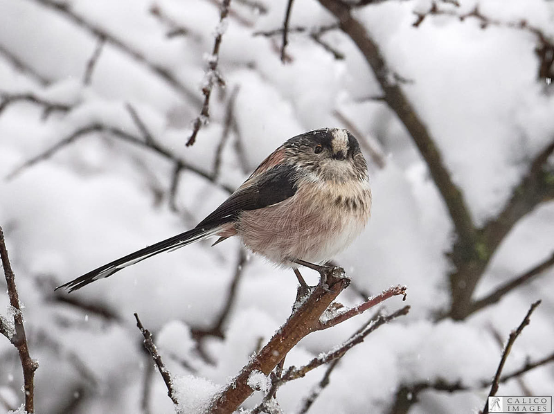 _5060466 Long Tailed Tit in...