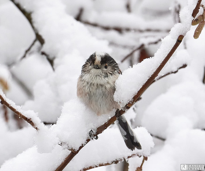 _5060477 Long Tailed Tit in...