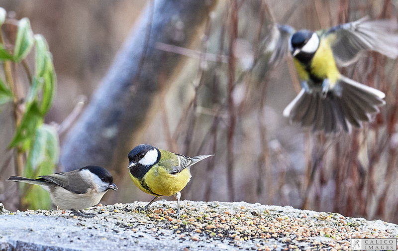 _5059749 Marsh & Great Tit on log feeder with incoming Great...