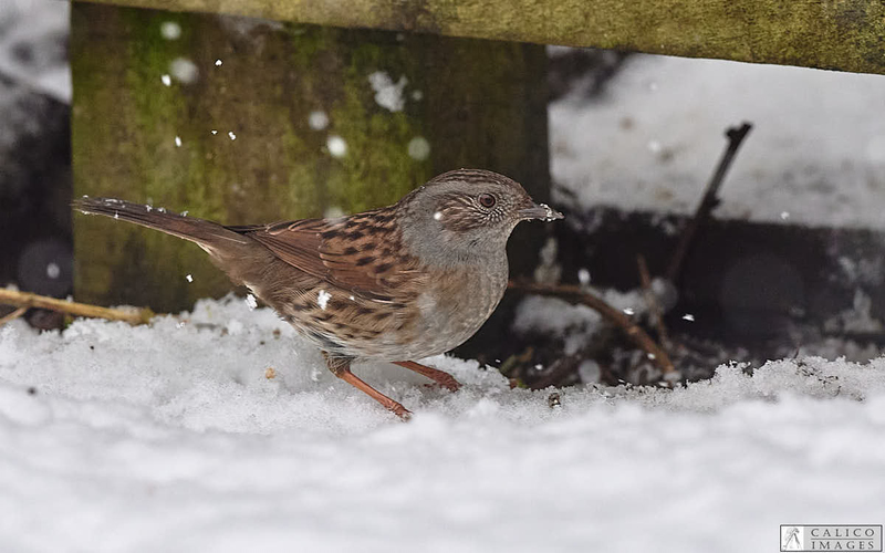 _5060492 Dunnock in...