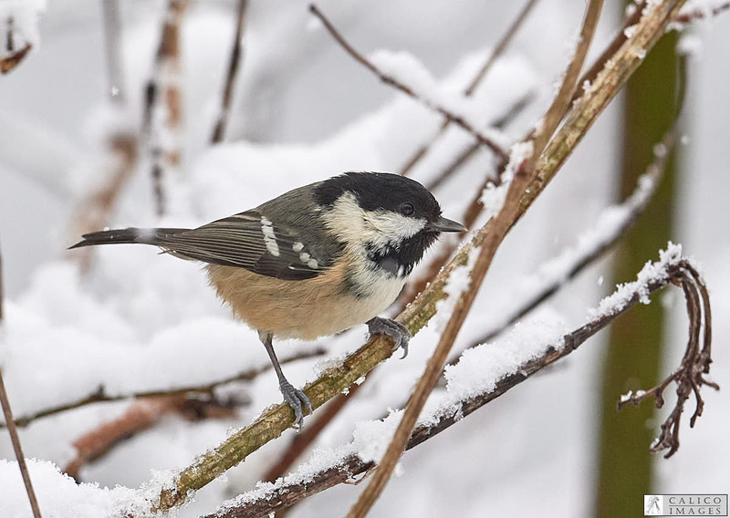 _5060496 Coal Tit in...