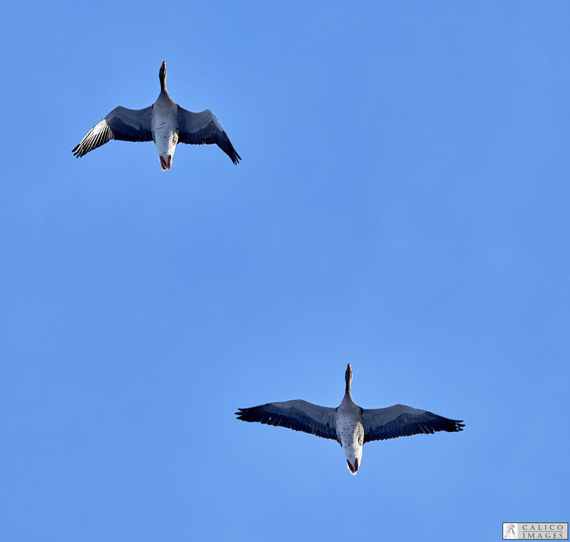 _3040214 Greylag Geese flying over...