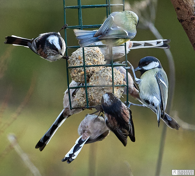 _5059772 Long Tailed and Blue Tits on...