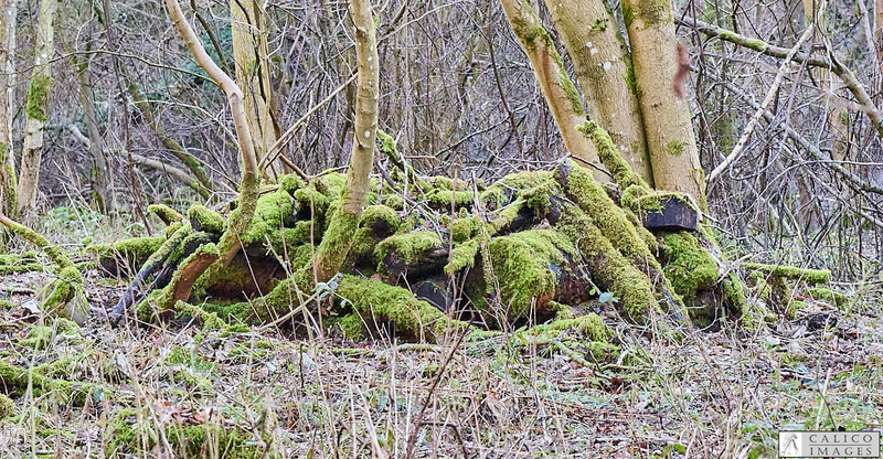 _A028707 Moss covered log...