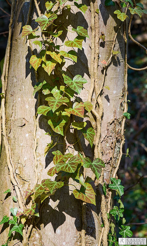 _A028737 Ivy heading up a...