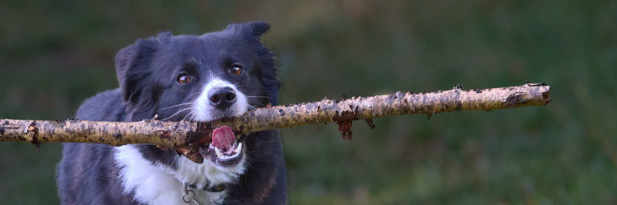Collie dog with stick