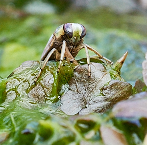 Water boatman out of the water