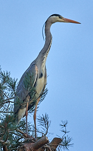 Heron standing on tree top