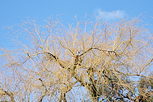 Bare willow branches against blue sky