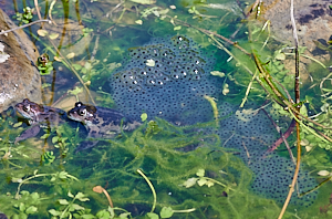 Frog and frog spawn