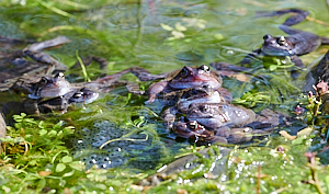Mating frogs