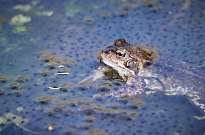 Frog and spawn in pond
