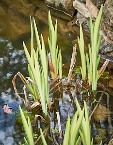 Irises growing well in the pond