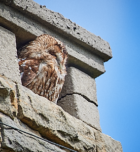 Tawny owl looking out of a chimney