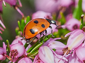 Ladybird on heather