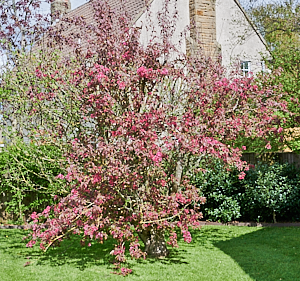 Grafted cherry tree in bloom