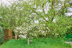 An old apple tree in bloom