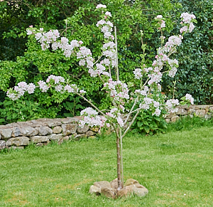 Katy apple tree in full bloom