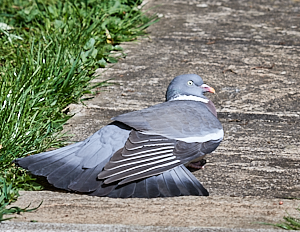 Wood pigeon sunbathing on path