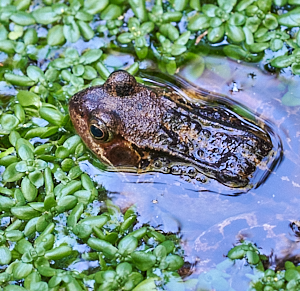 Frog in pond weed
