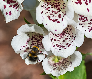 White tailed bee in poppy flower
