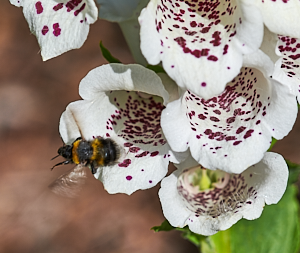 White tailed bee in poppy flower