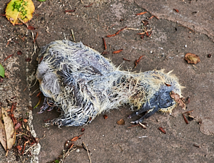 Deceased wood pigeon chick on the ground