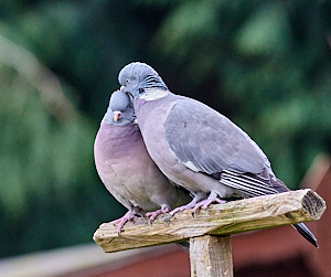 Courting wood pigeons