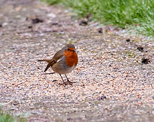 Robin with seed scattered on the ground