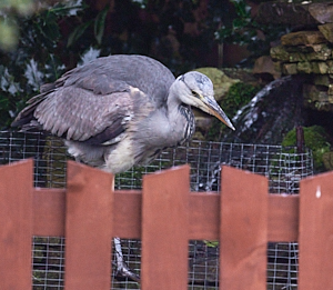 Grey heron walking on net over fish pond