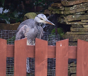 Grey heron walking on net over fish pond