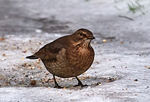 Female blackbird feeding on snow covered ground